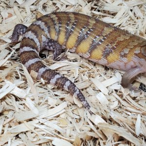 Northern Blue Tongue Skinks For Sale