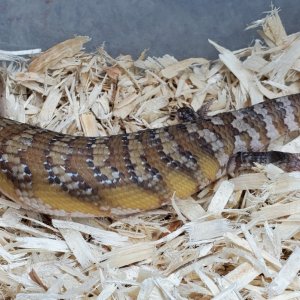 Northern Blue Tongue Skinks For Sale