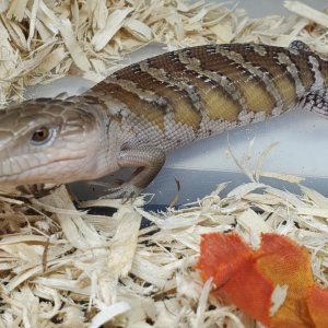 Northern Blue Tongue Skinks For Sale