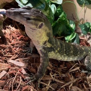 chico1