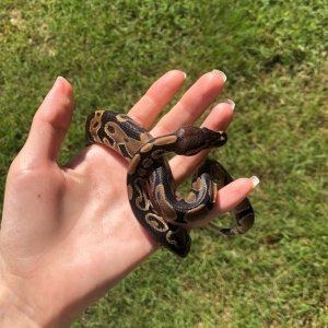 HRA Hatchling, chocolate coloring