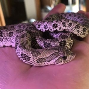 Male Axanthic