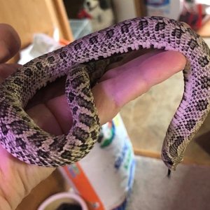 Male Axanthic