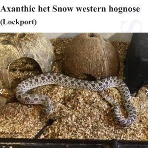 Male Axanthic