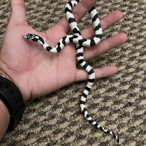 50/50 Cali King