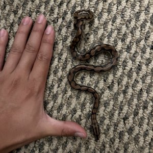 Rainbow Boa