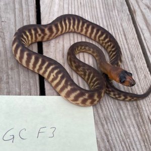 GCF3
