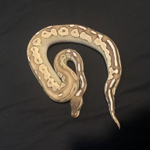 Ball python for sale