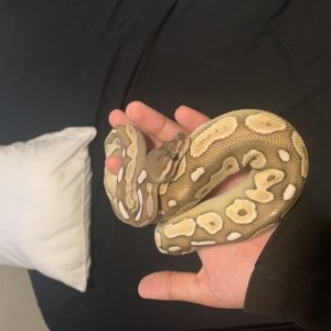 Ball python for sale
