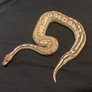 Ball python for sale