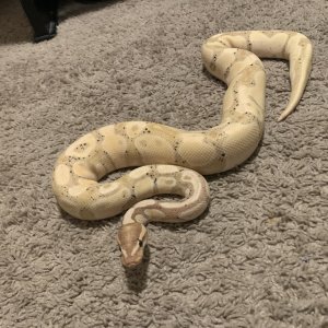 Ball python