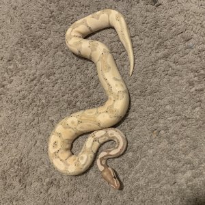 Ball python