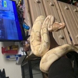 Ball python