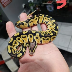 hatchlings