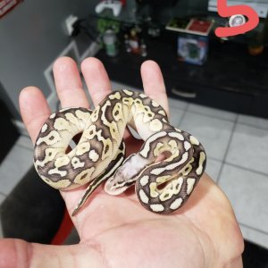 hatchlings