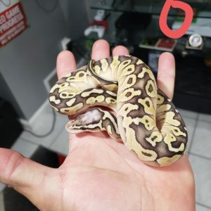 hatchlings