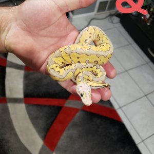 hatchlings