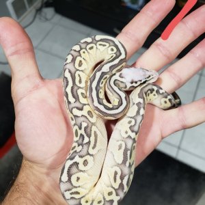hatchlings