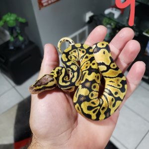 hatchlings