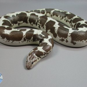 Adult anerythristic female