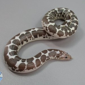 Adult anerythristic male