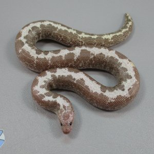 Adult anerythristic stripe male