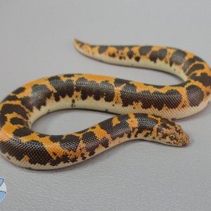 Juvenile double het paradox snow male