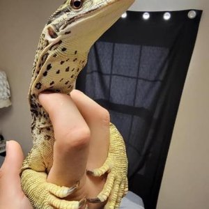 My reptiles