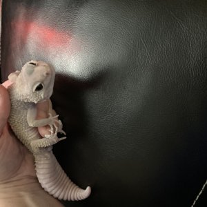 My reptiles