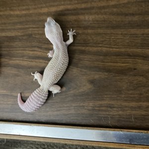 My reptiles