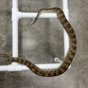 2020 Male Ghost Motley pos Jungle susan@voodoomagicboas.com