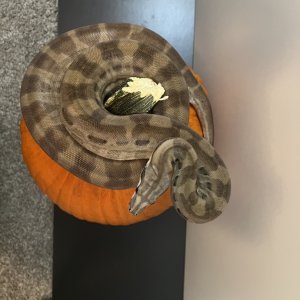 2020 Male Ghost Motley pos Jungle susan@voodoomagicboas.com
