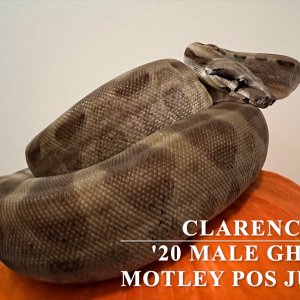 2020 Male Ghost Motley pos Jungle susan@voodoomagicboas.com