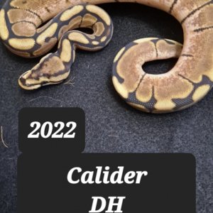 Calider DH Pied/Hypo female