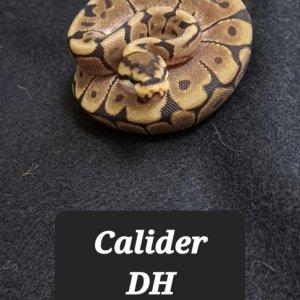 Calider DH Pied/Hypo male