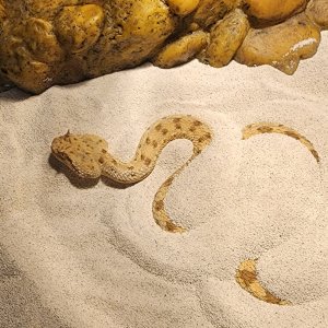 Horned viper