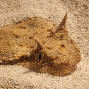 Horned viper