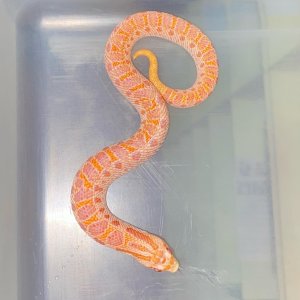 Albino Southern Hognose