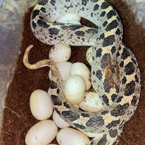 Southern Hognose with eggs