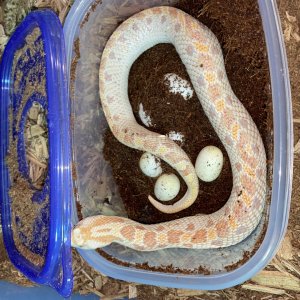 Albino Southern Hognose with eggs