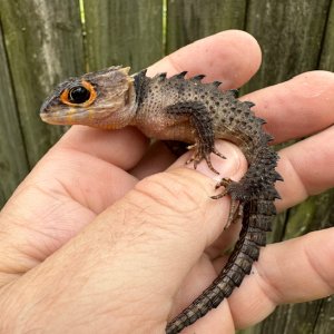 CrocoF1