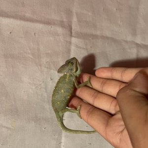 veiled chameleons (various sizes
