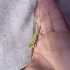 veiled chameleons (various sizes