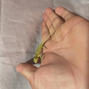 veiled chameleons (various sizes