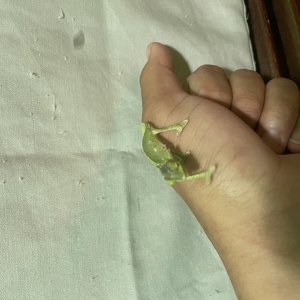 veiled chameleons (various sizes