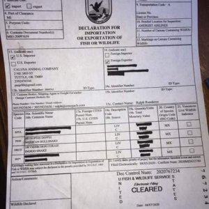 Permit for Import of Drymarchon Corais