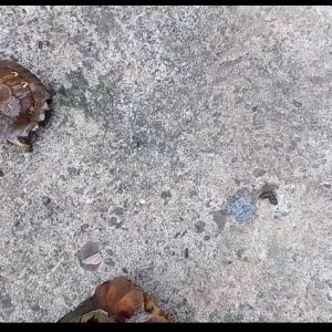 Baby tortoise
