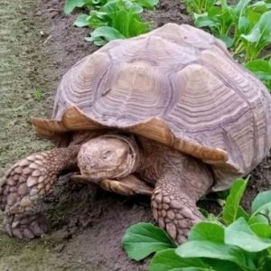 Female Tortoise