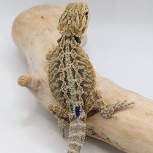 Hypo possible Het Translucent Tiger Male
