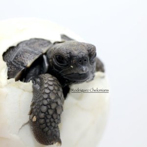 galapagoshatchling.jpeg